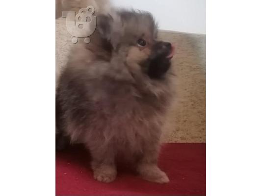 Καθαρόαιμα κουτάβια Pomeranian BOO